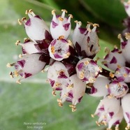 Nuxia verticillata.bois maigre.stilbaceae.endémique Réunion Maurice. (2).jpeg